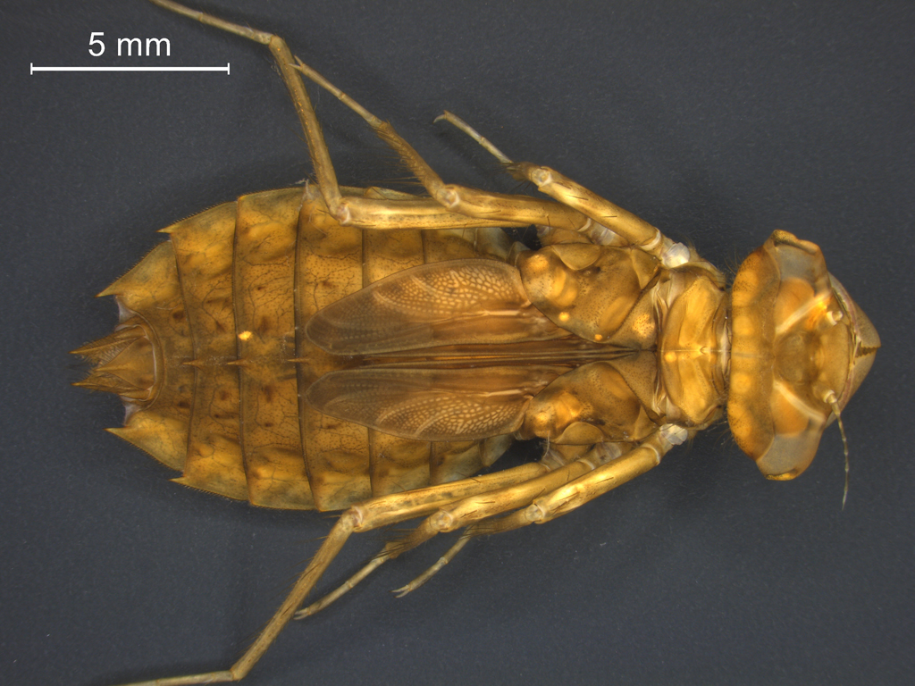 Leucorrhinia pectoralis